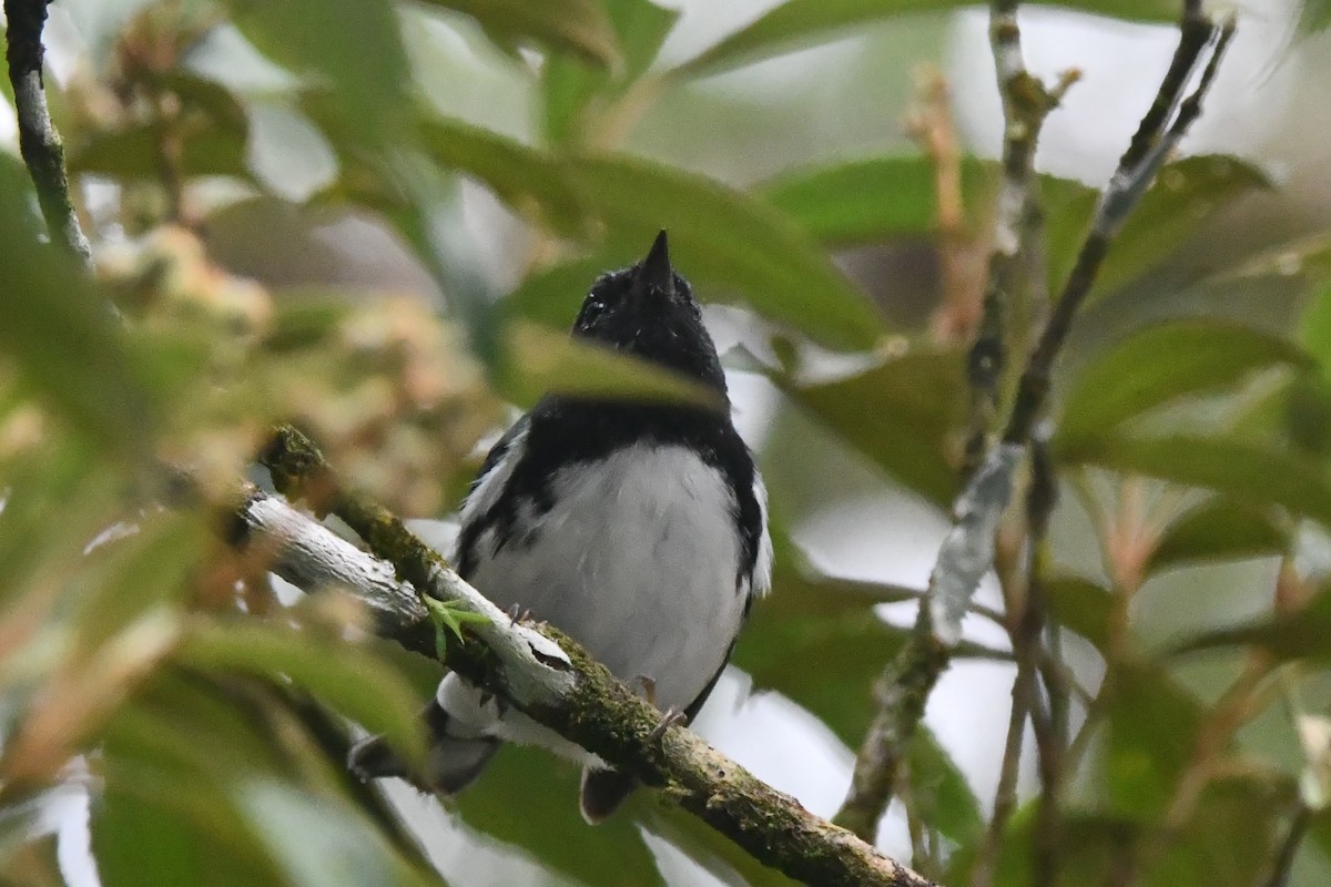 Black-throated Blue Warbler - ML644605810