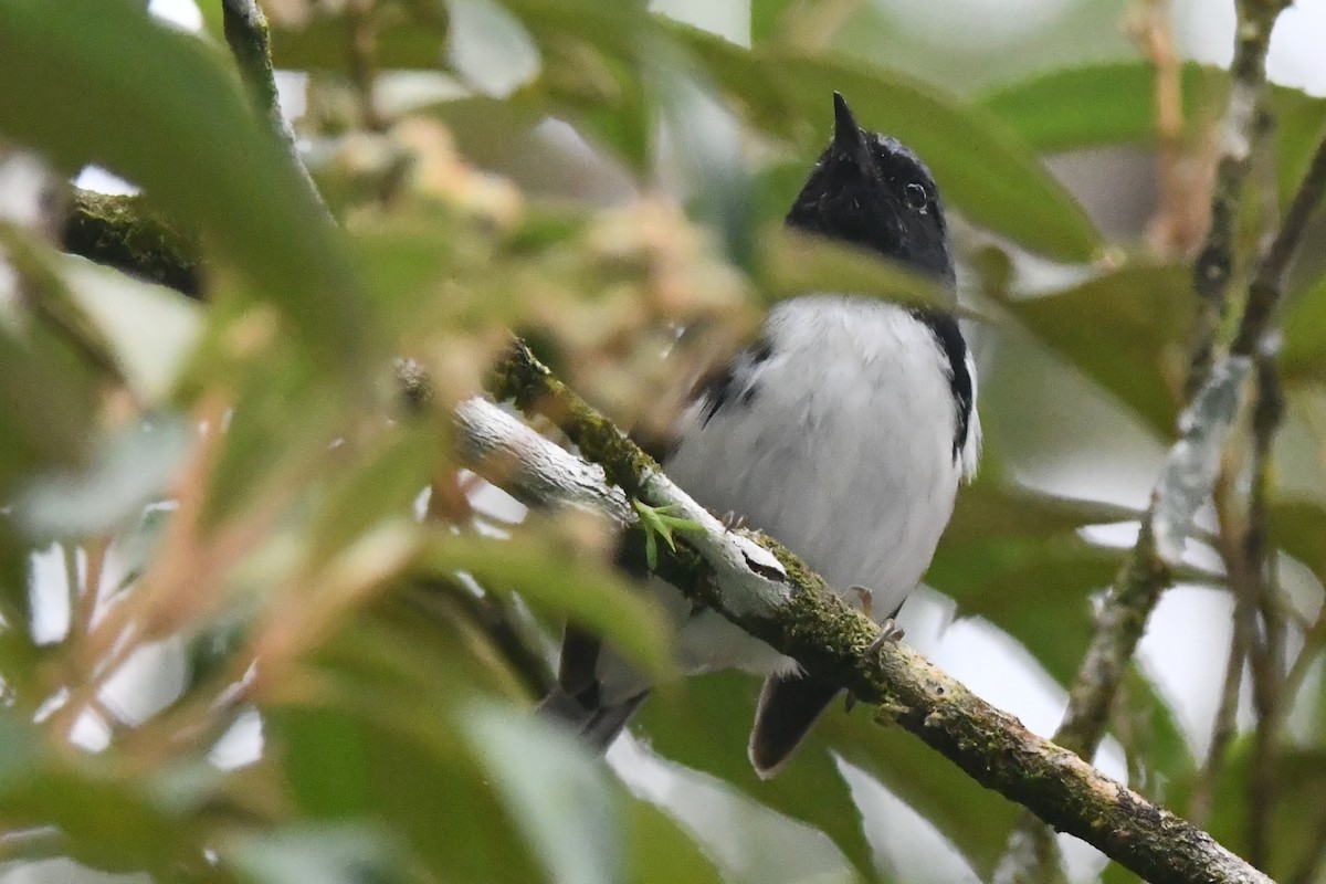 Black-throated Blue Warbler - ML644605811
