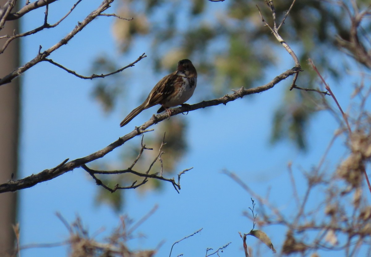 Harris Serçesi - ML644605812