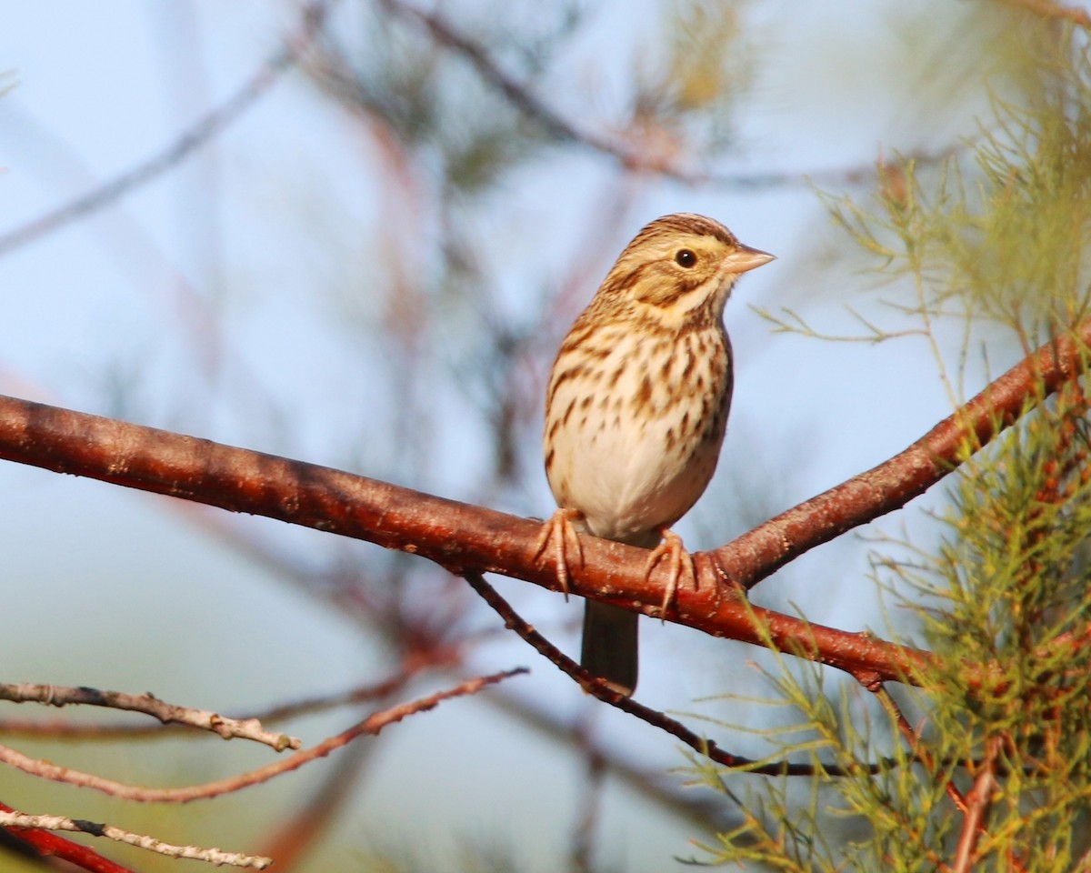 Savannah Sparrow - ML644605814
