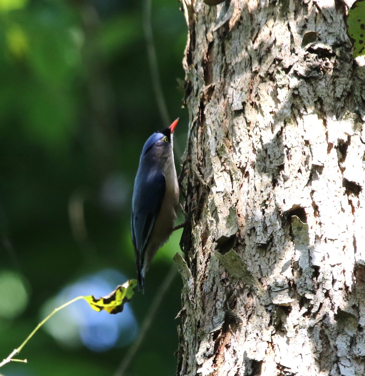 Velvet-fronted Nuthatch - ML644605816