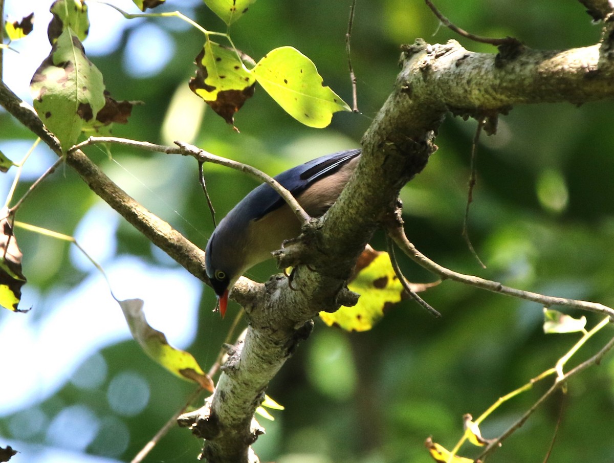 Velvet-fronted Nuthatch - ML644605817