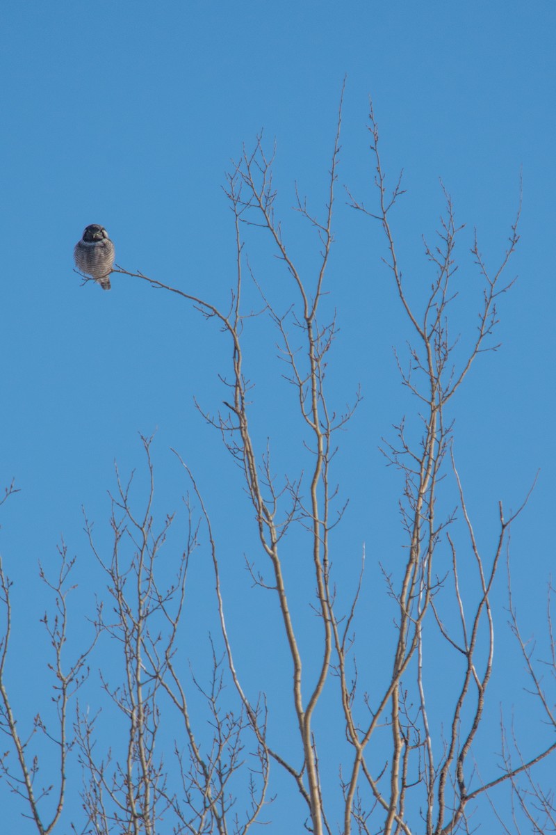 Northern Hawk Owl - ML644605818