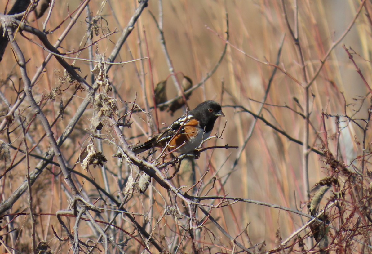 Benekli Tovi - ML644605827