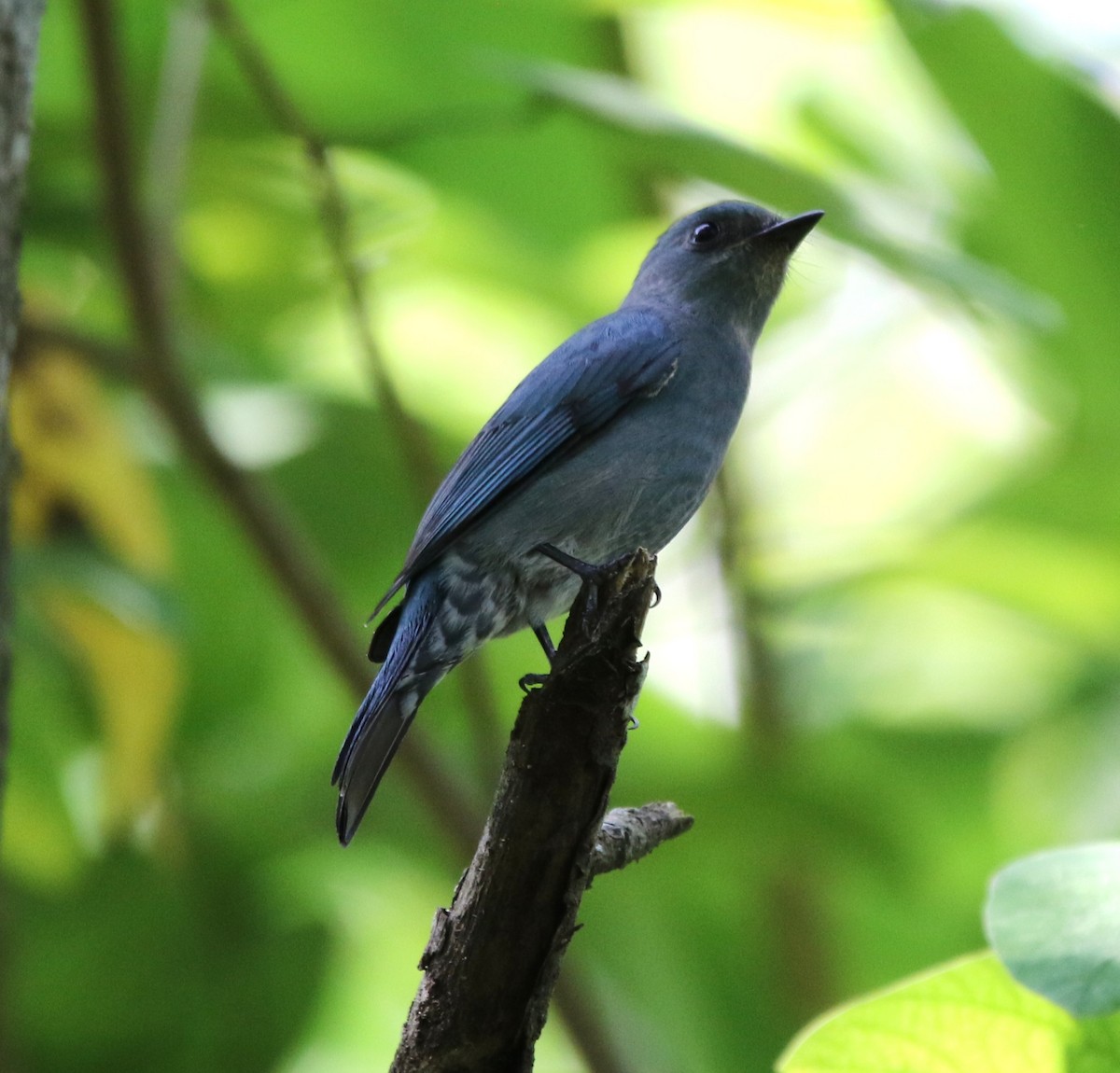 Verditer Flycatcher - ML644605853