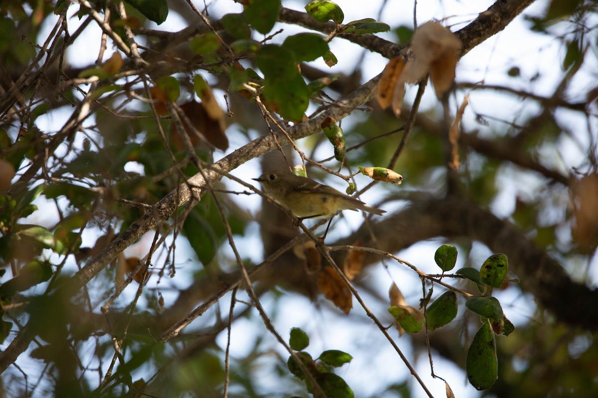 Ruby-crowned Kinglet - ML644605854