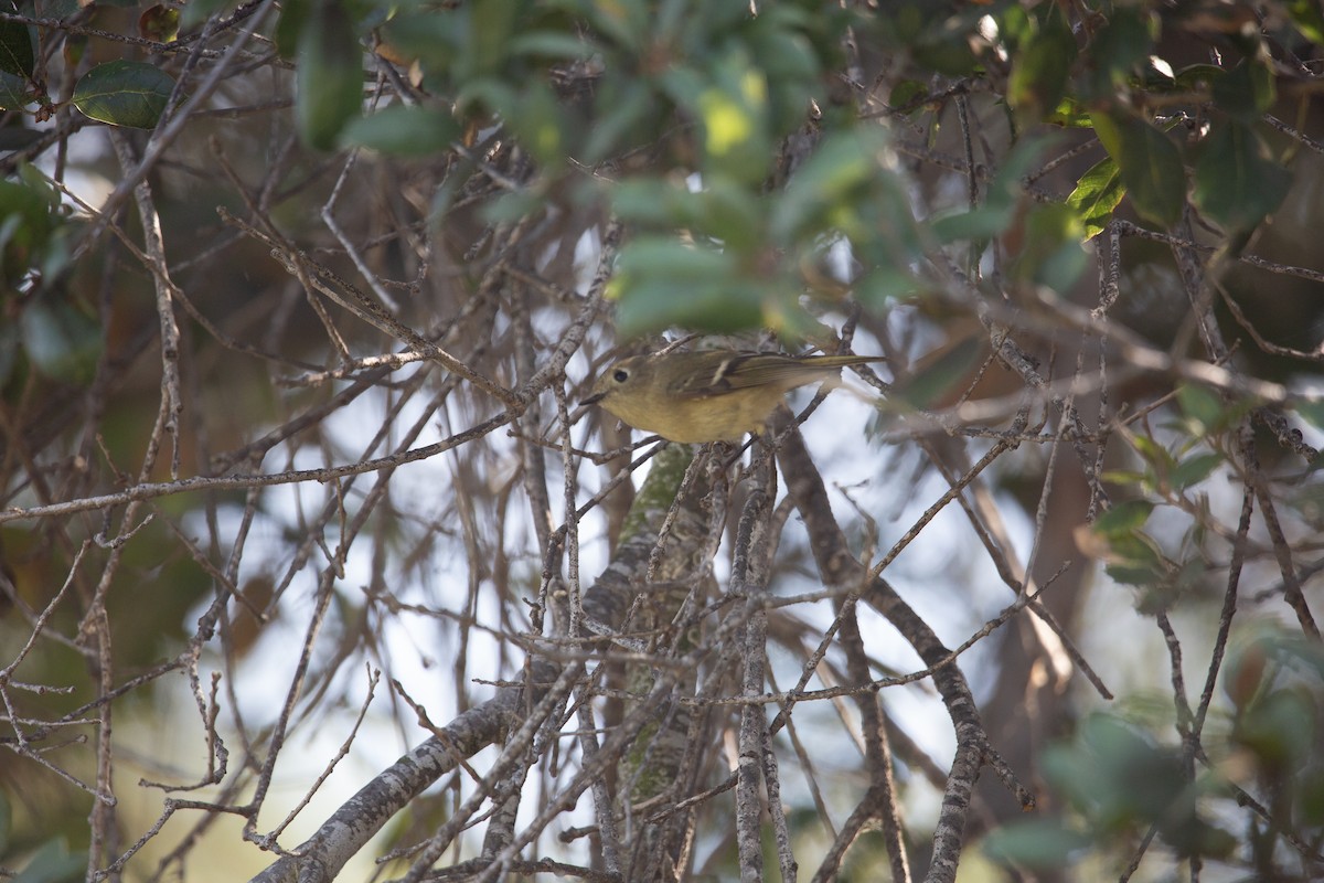 Ruby-crowned Kinglet - ML644605859