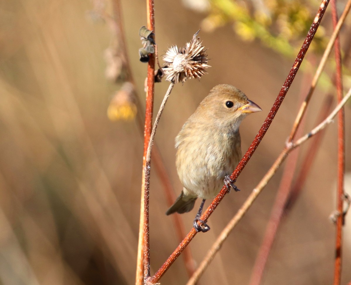 indigospurv - ML644605866