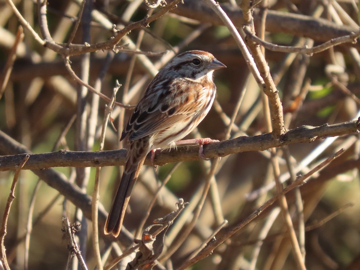 Bruant chanteur - ML644605877
