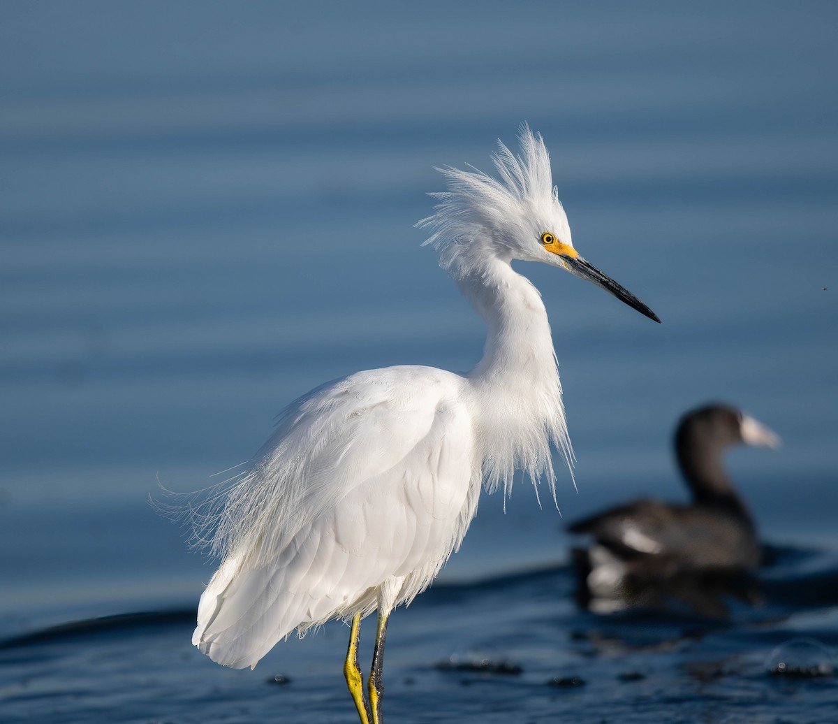 Snowy Egret - ML644605878