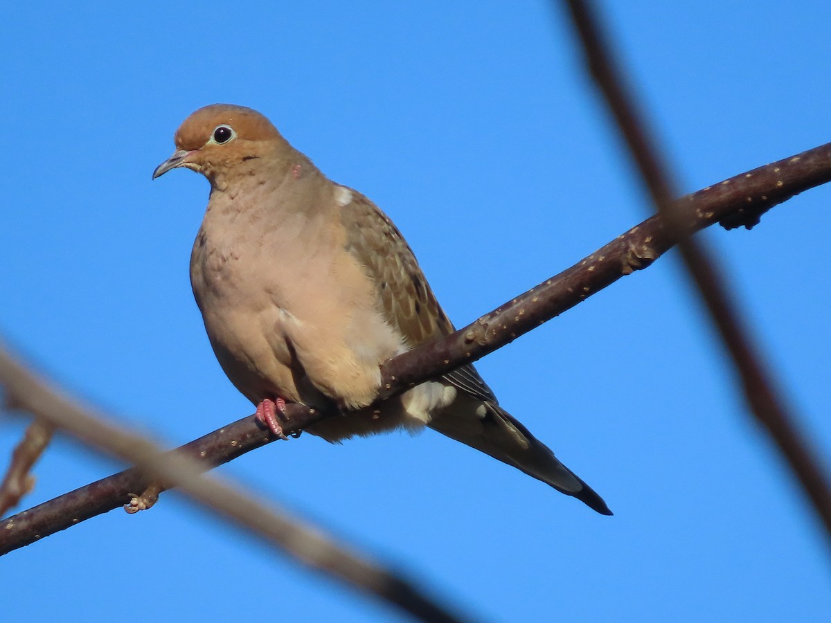 ナゲキバト - ML644605883