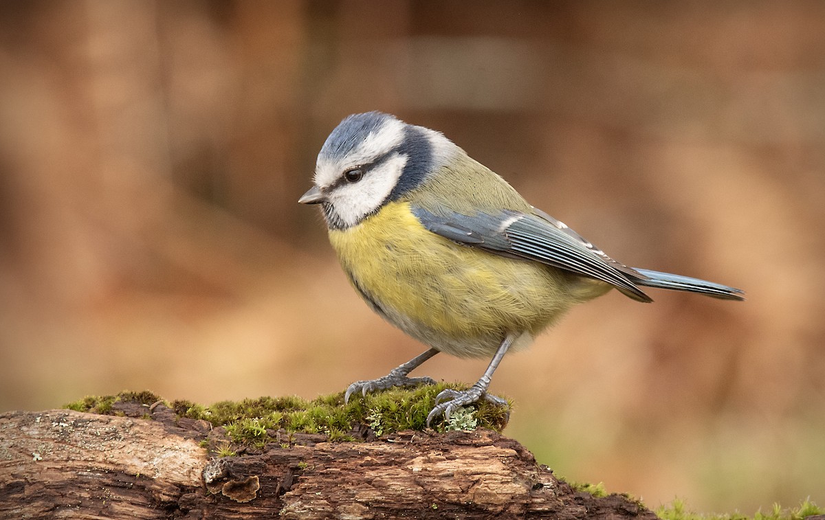 Eurasian Blue Tit - ML644605884