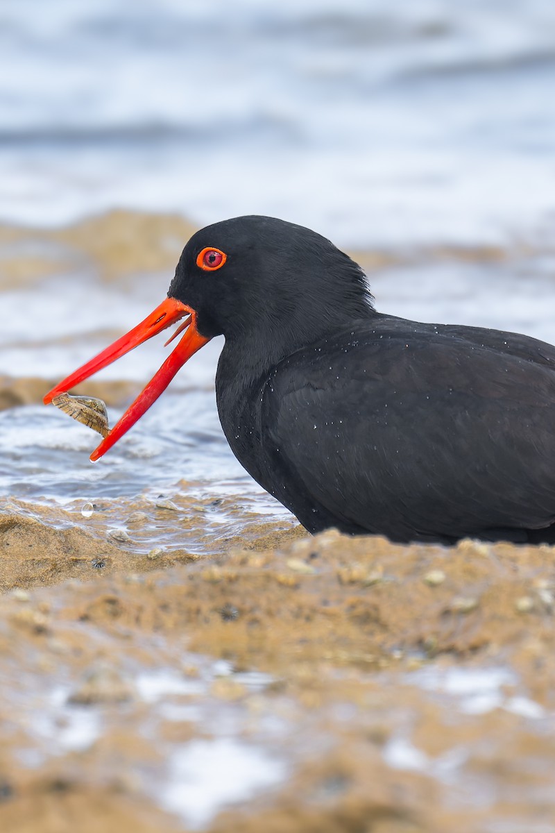 オーストラリアクロミヤコドリ - ML644605887