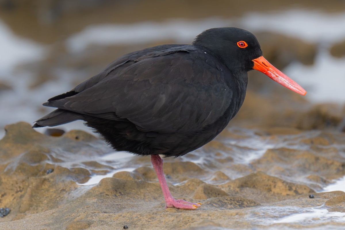 オーストラリアクロミヤコドリ - ML644605891