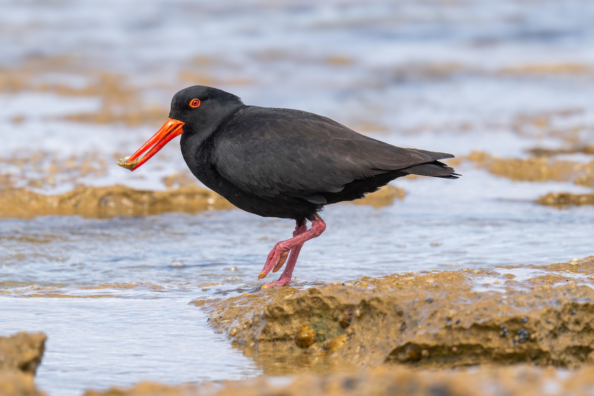 オーストラリアクロミヤコドリ - ML644605892