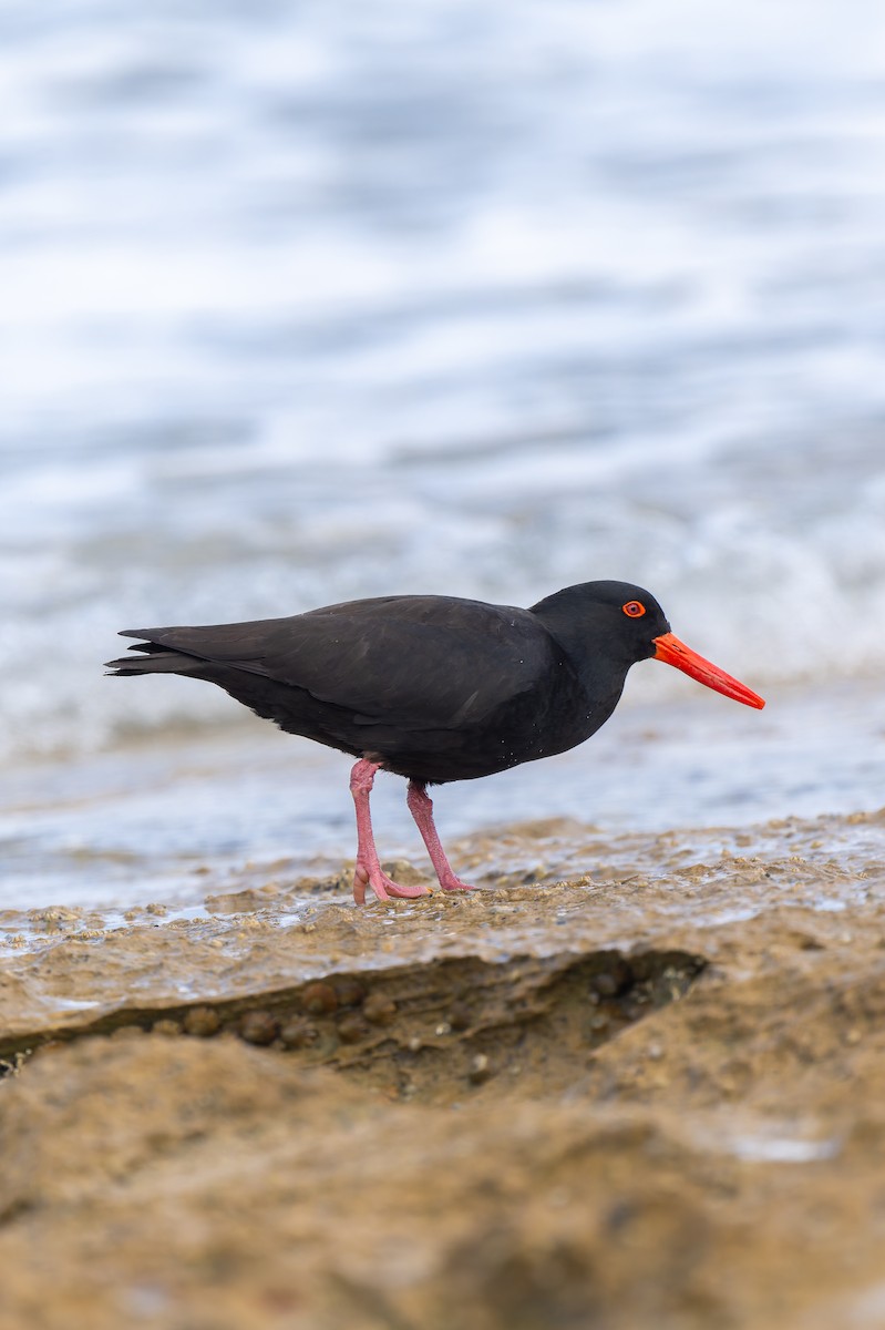 オーストラリアクロミヤコドリ - ML644605893