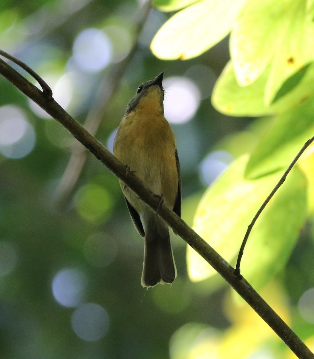 Pale-chinned Flycatcher - ML644605896