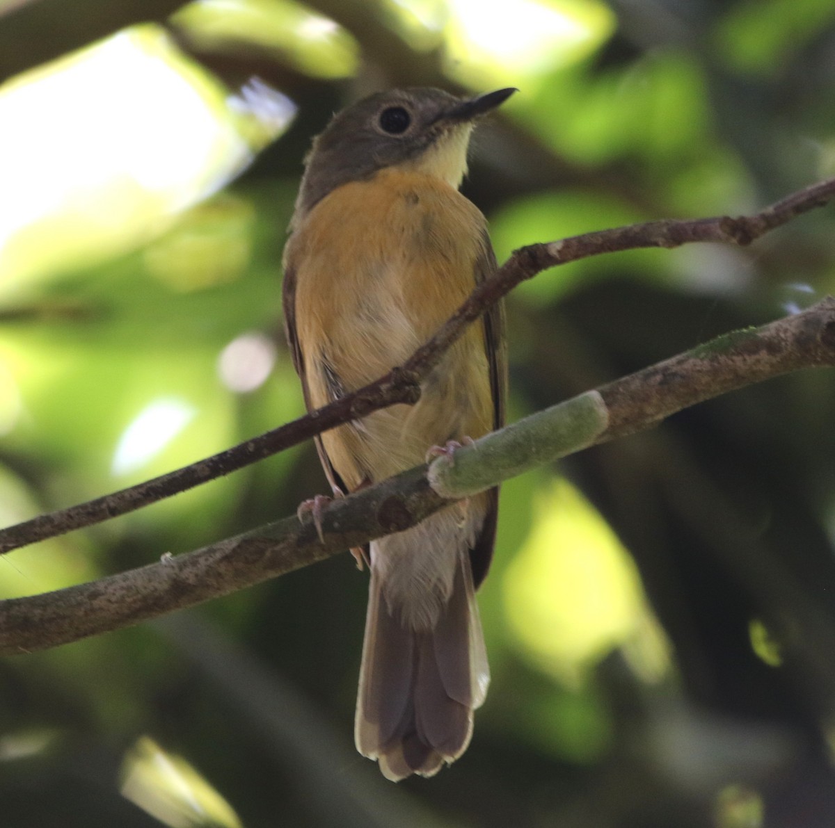 Pale-chinned Flycatcher - ML644605897