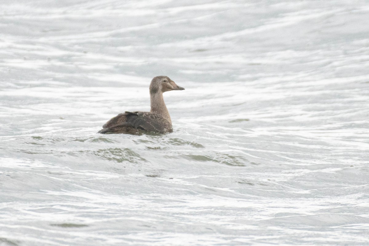 King Eider - ML644605914
