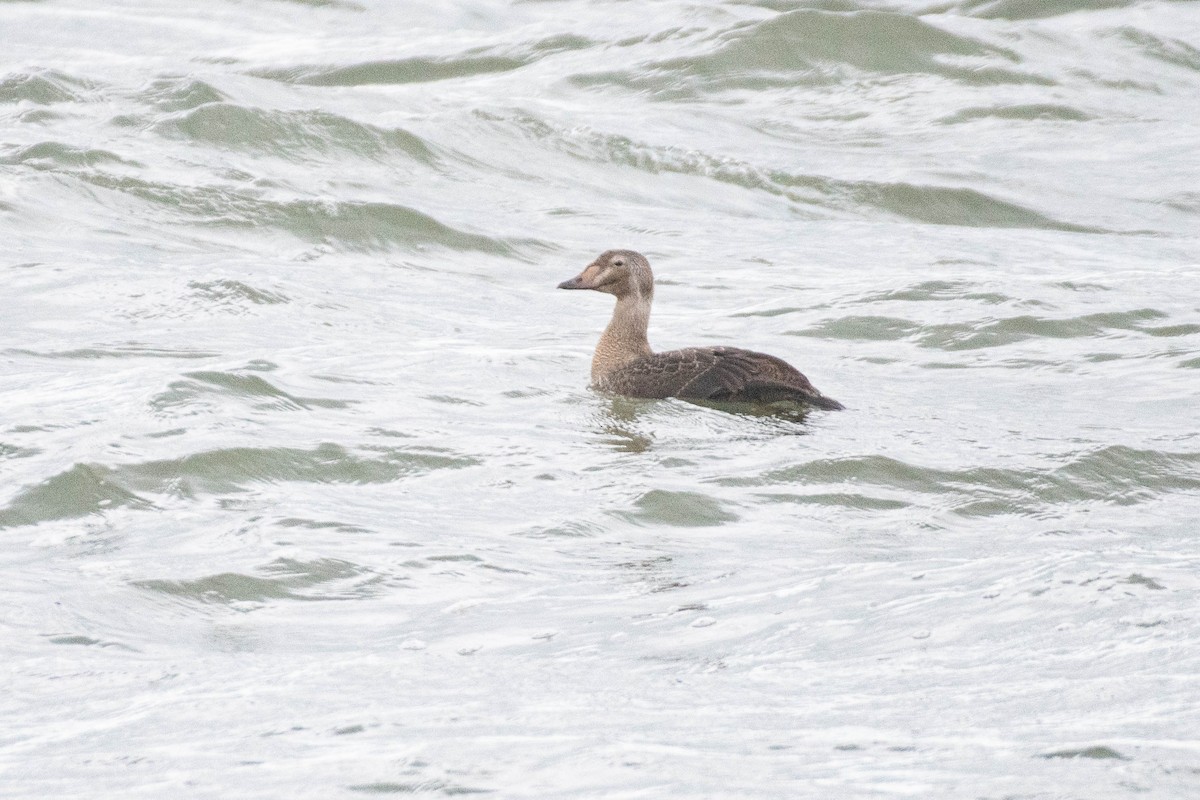 King Eider - ML644605915