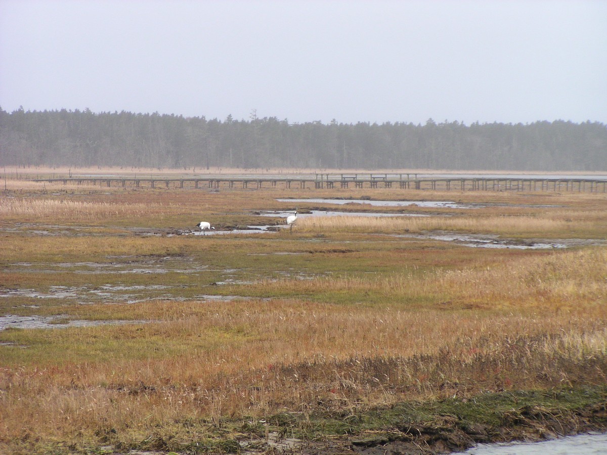 Red-crowned Crane - ML644605918