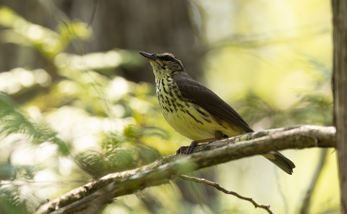 Northern Waterthrush - ML644605922