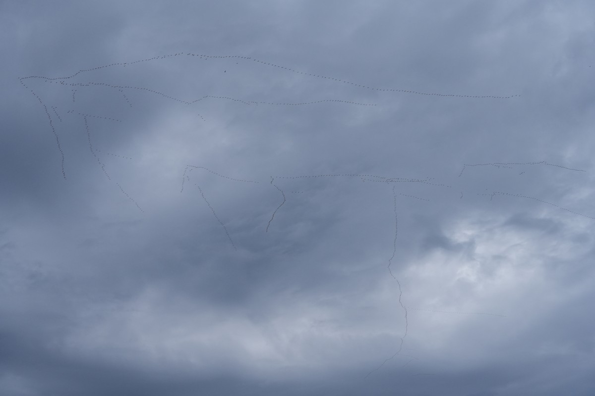 Oie des neiges - ML644605926