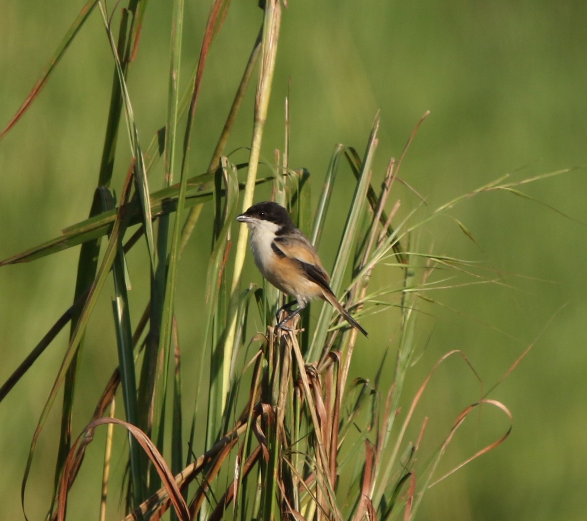 Алаг дунхай - ML644605929