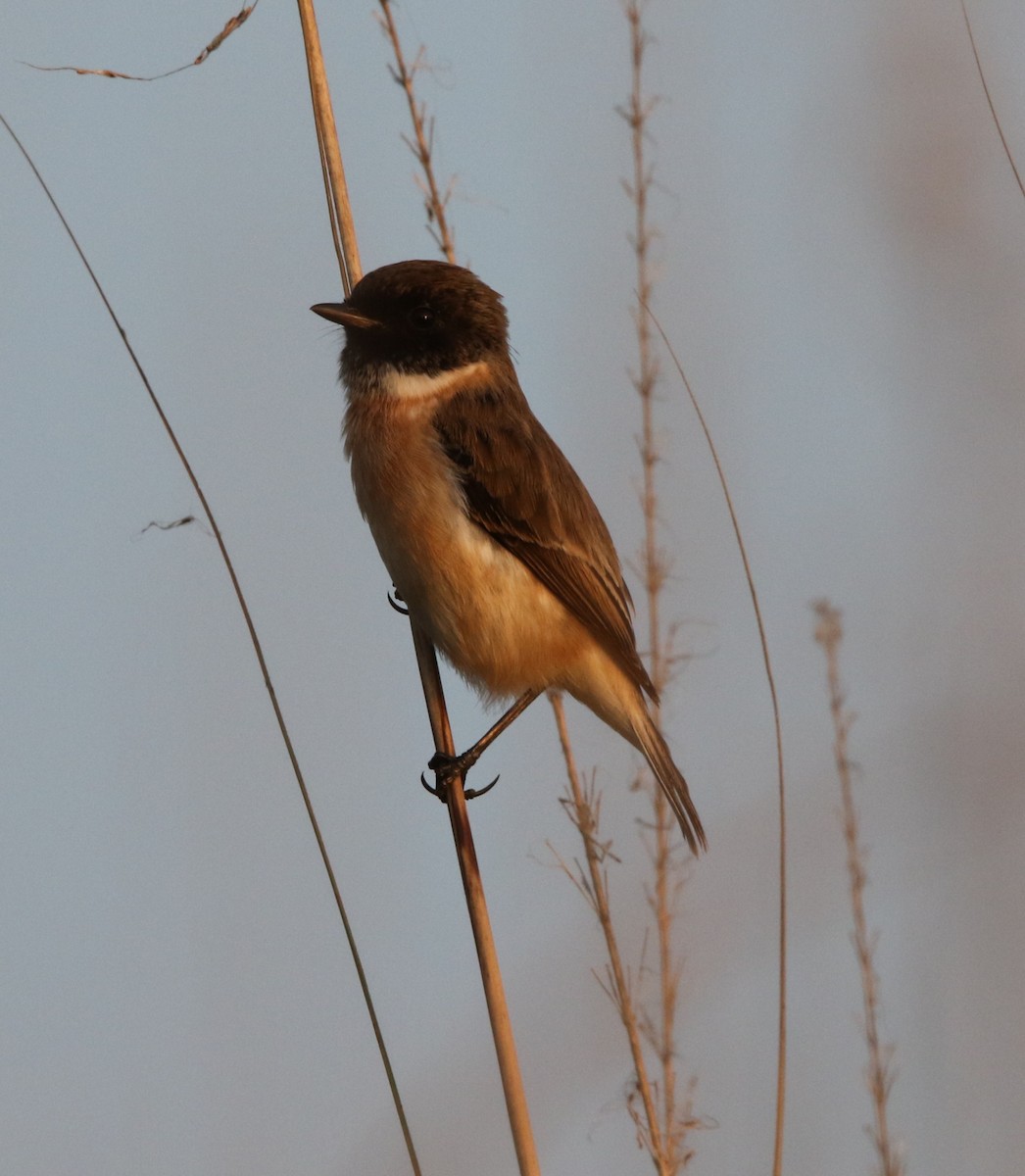 White-tailed Stonechat - ML644605930