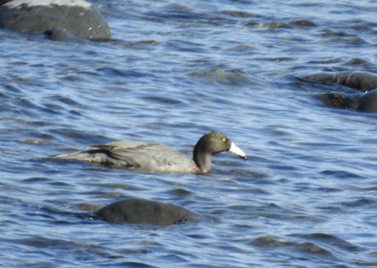 Blue Duck - ML644605946