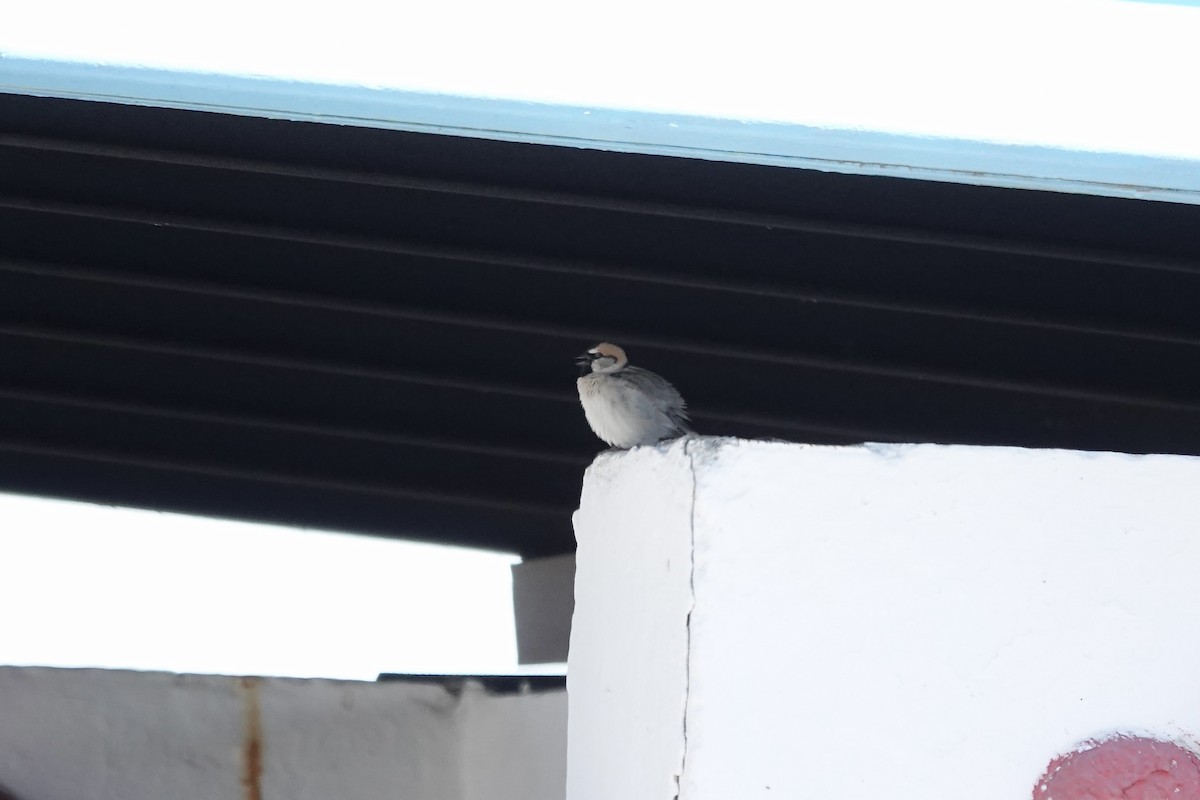 Sazak Serçesi - ML644605949