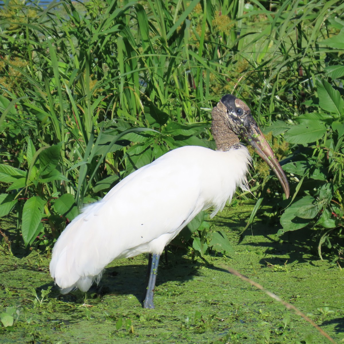 amerikastork - ML644605950