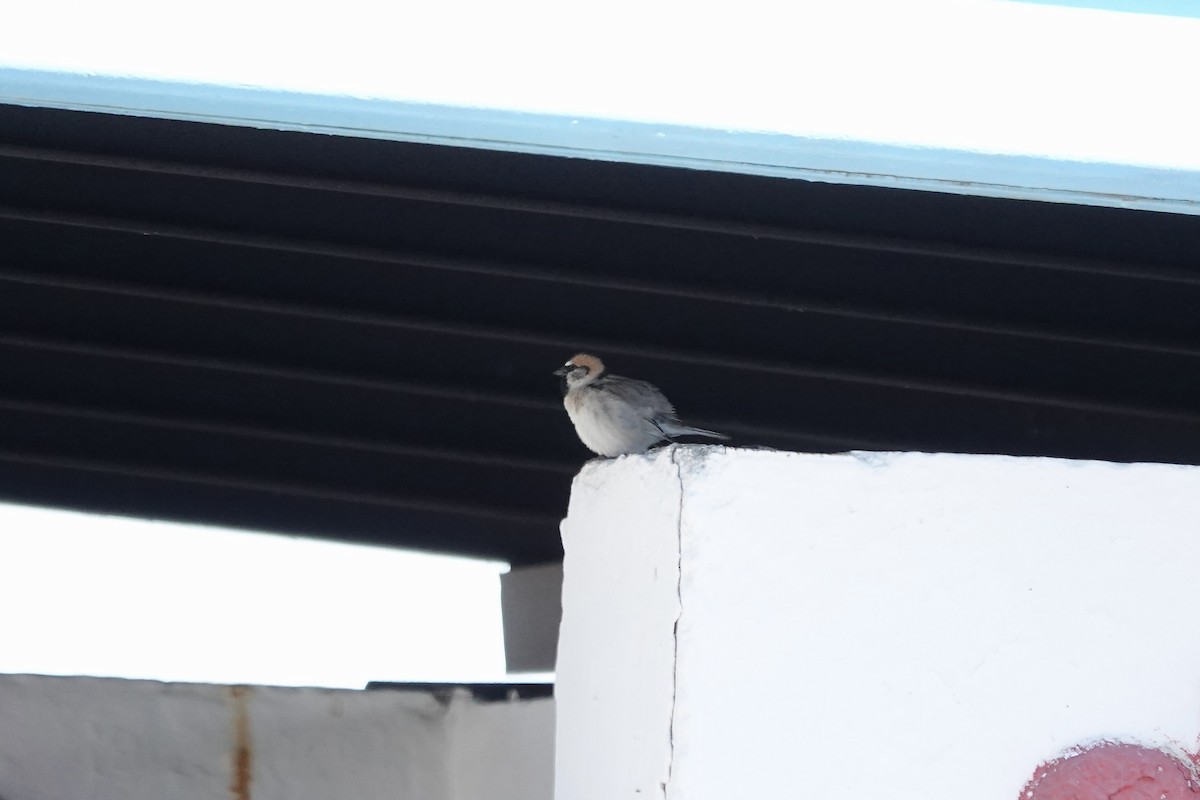 Sazak Serçesi - ML644605953