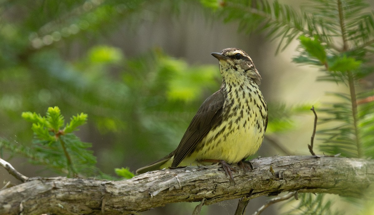 Northern Waterthrush - ML644605957