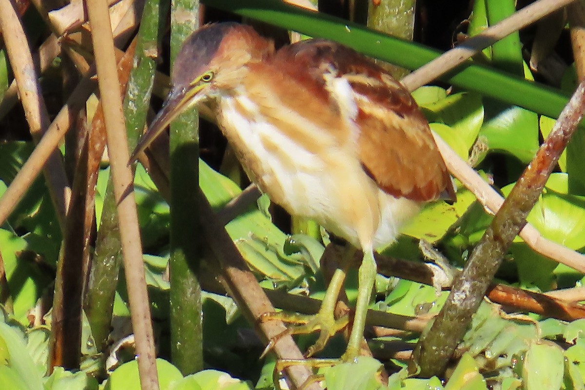 Petit Blongios - ML644605959