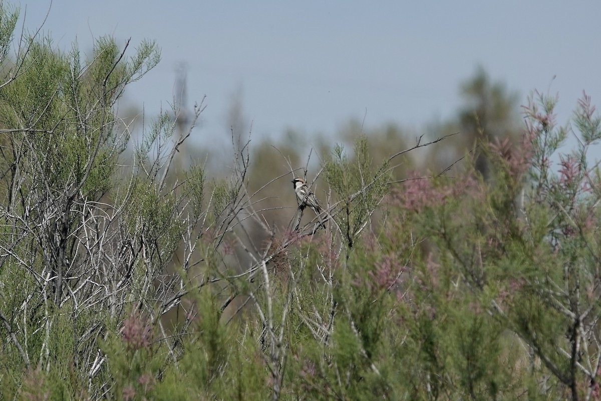 Sazak Serçesi - ML644605960