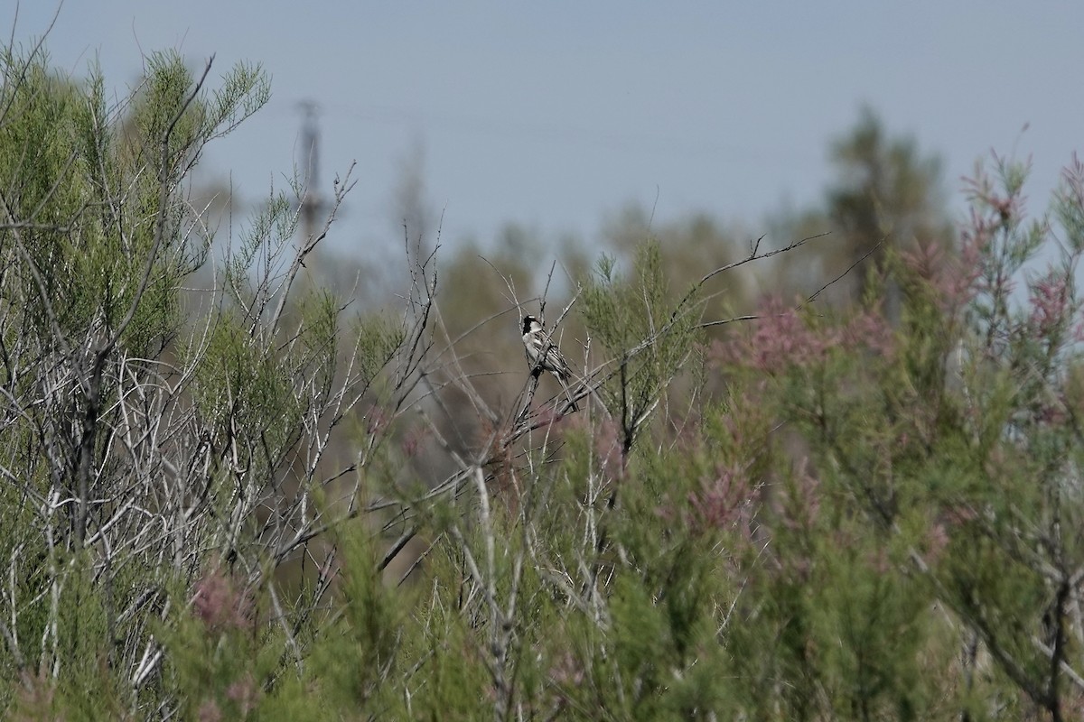 Sazak Serçesi - ML644605963