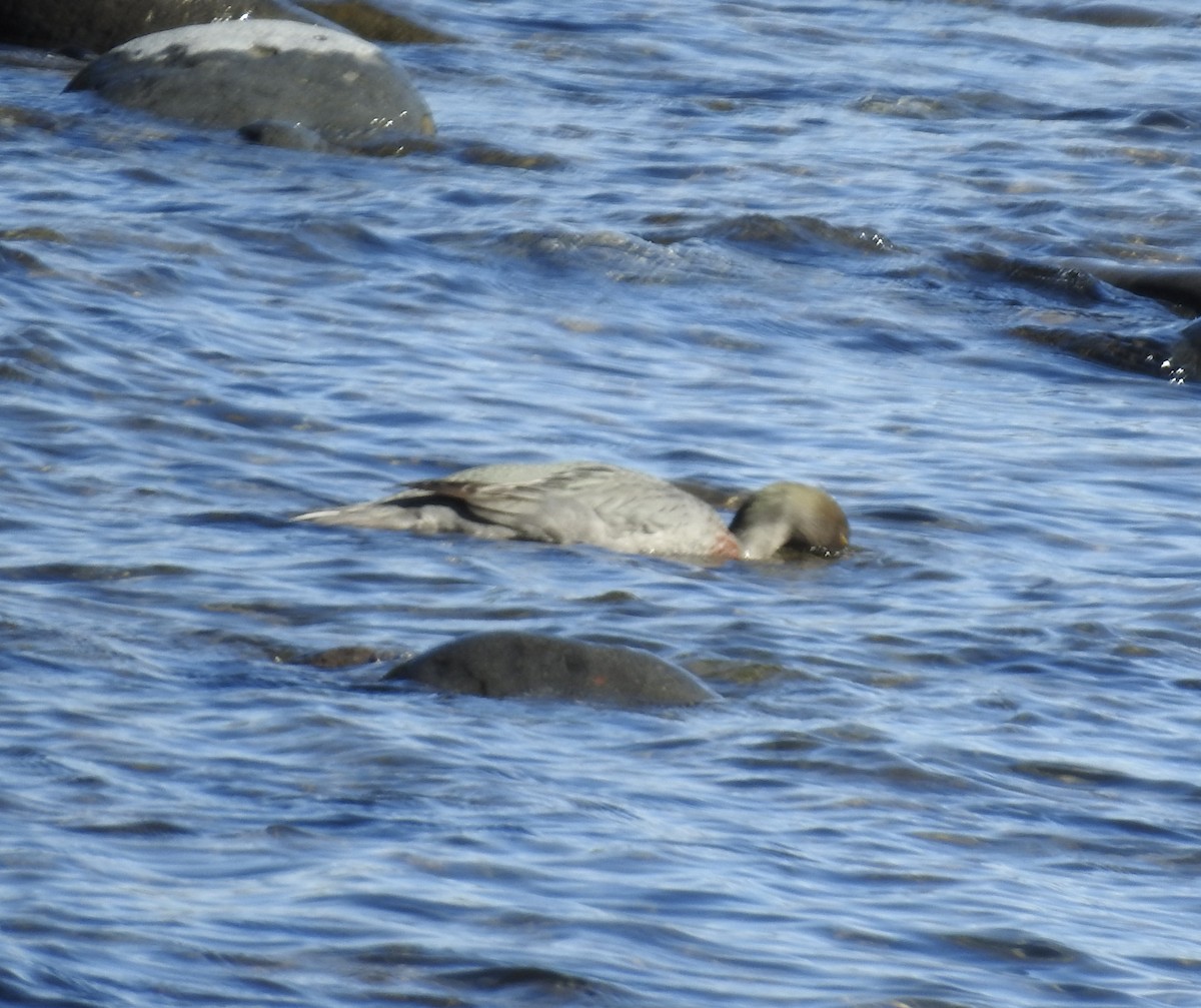 Blue Duck - ML644605970