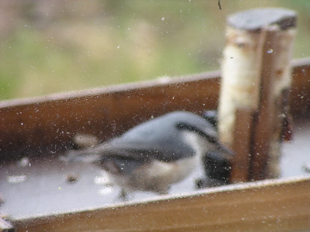 Eurasian Nuthatch - ML644605974