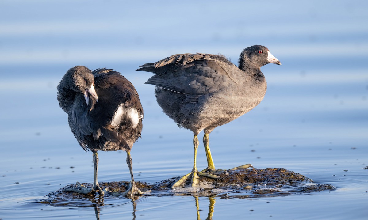 American Coot - ML644605980