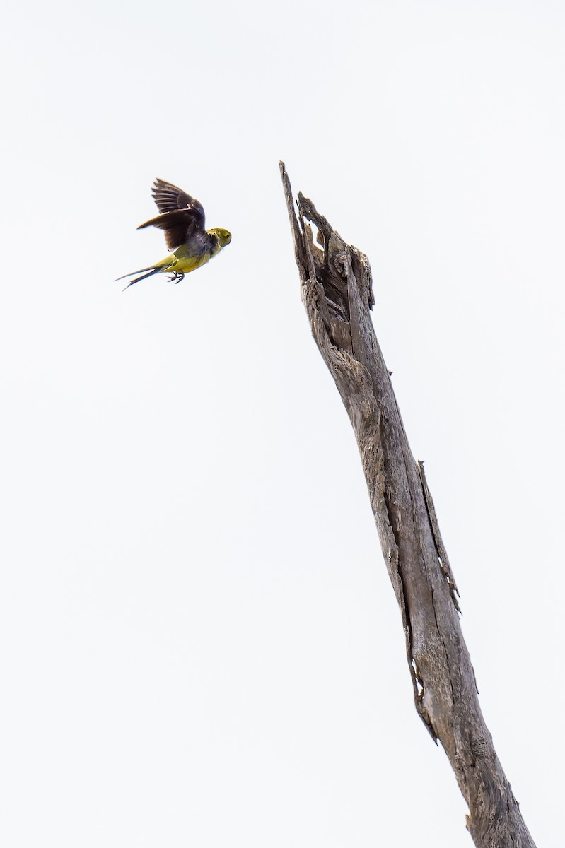 Папужка синьокрилий - ML644605987