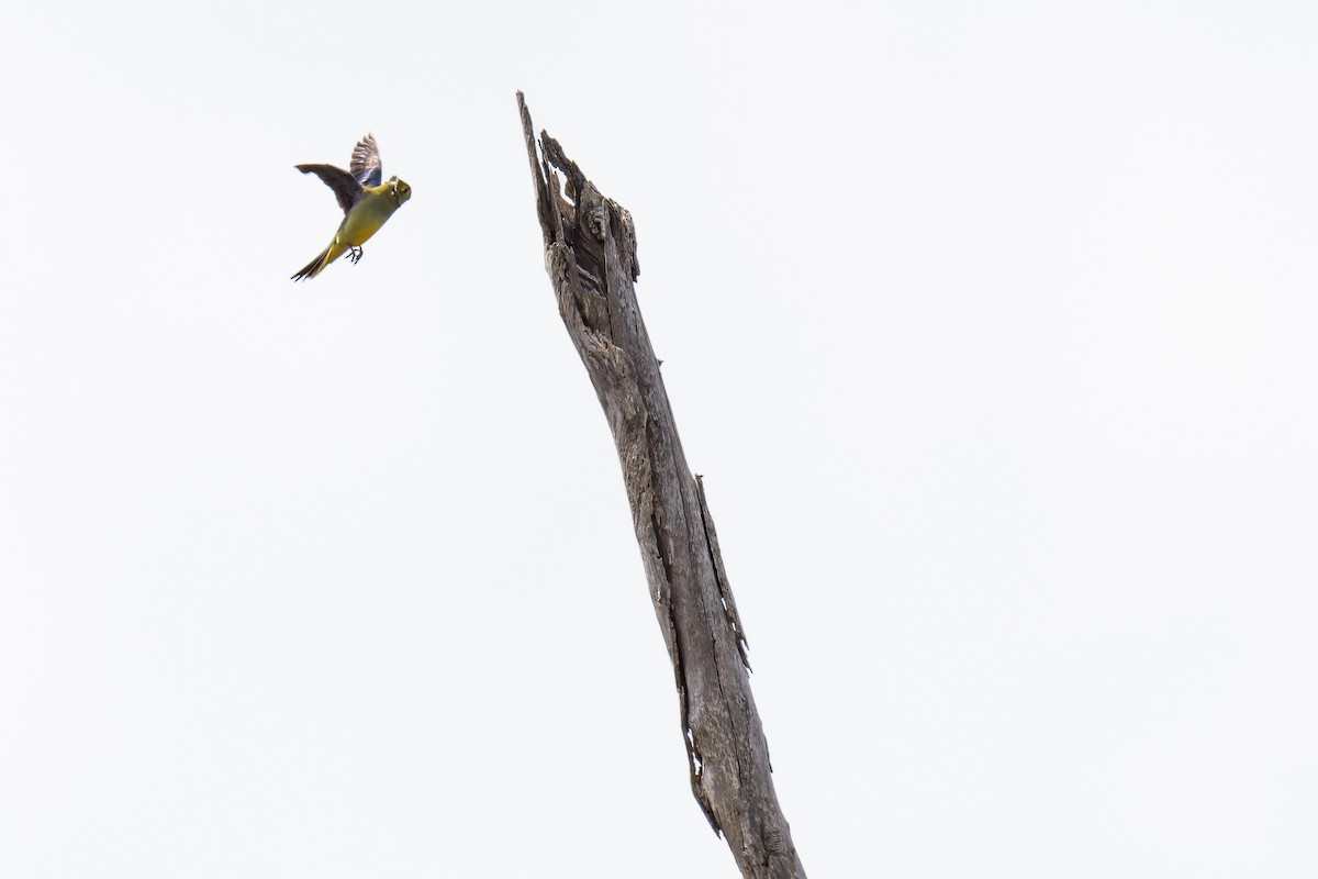 Папужка синьокрилий - ML644605988