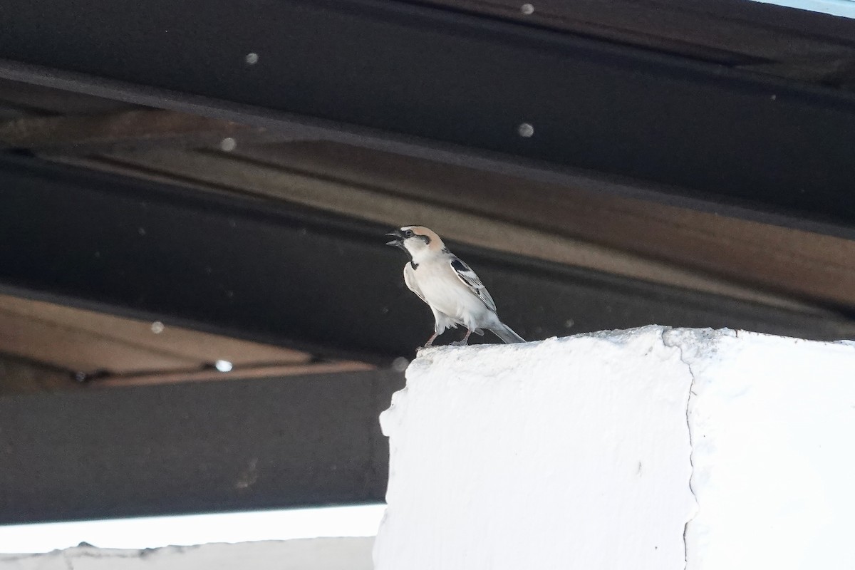 Sazak Serçesi - ML644605989