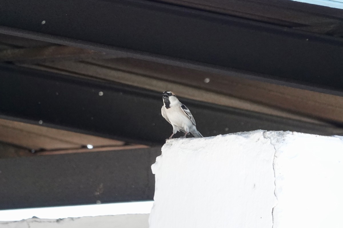 Sazak Serçesi - ML644605990