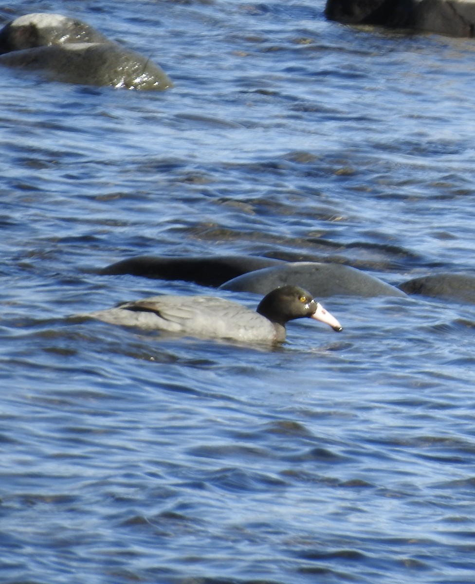 Blue Duck - ML644605991