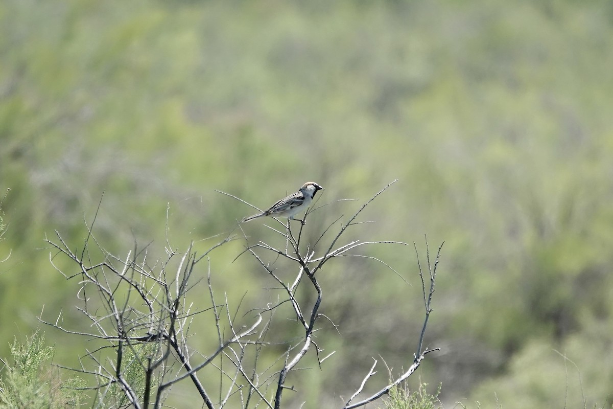 Sazak Serçesi - ML644605995