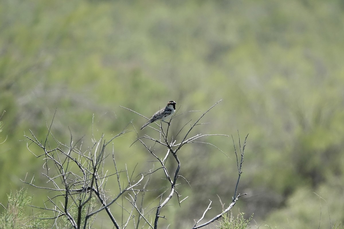 Sazak Serçesi - ML644605996