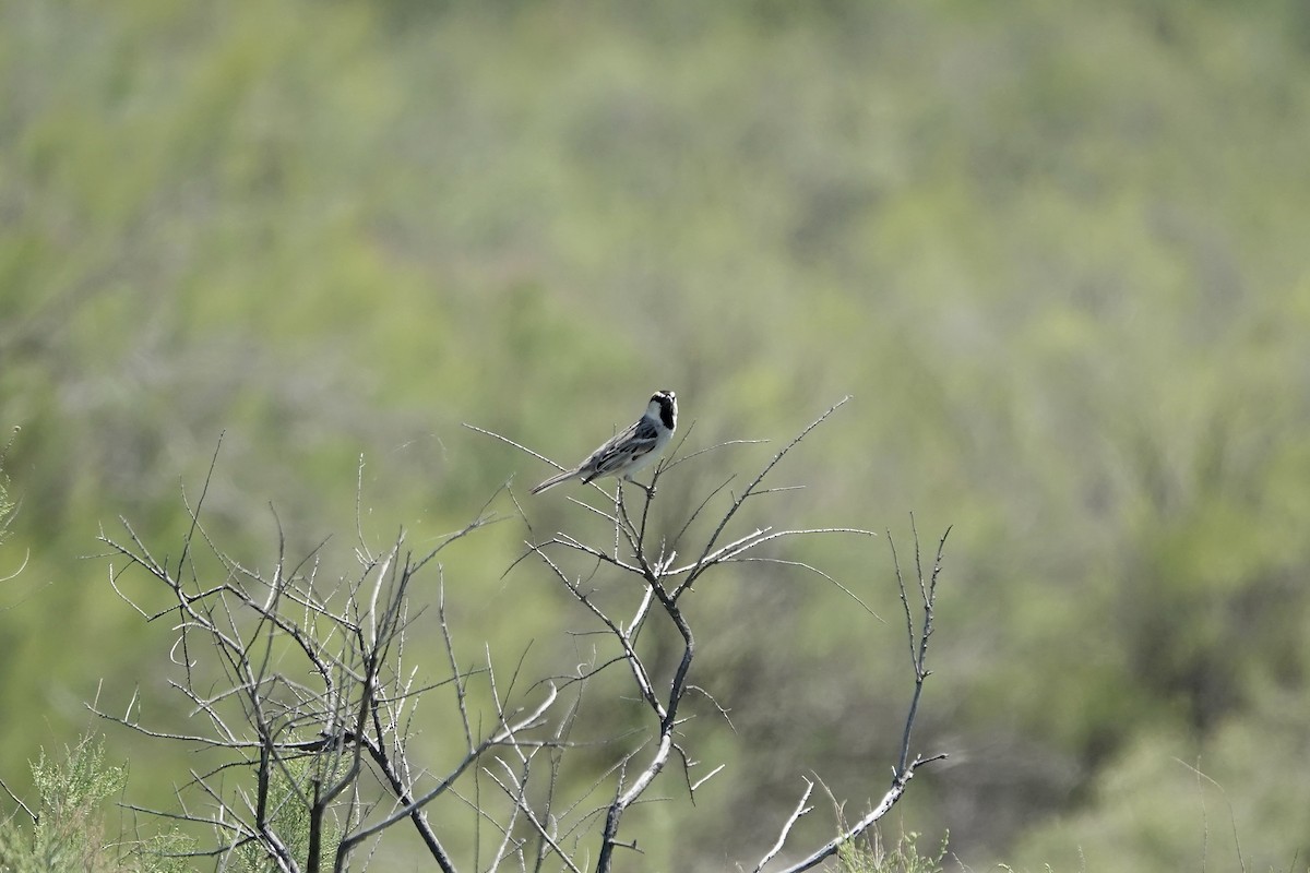 Sazak Serçesi - ML644605998