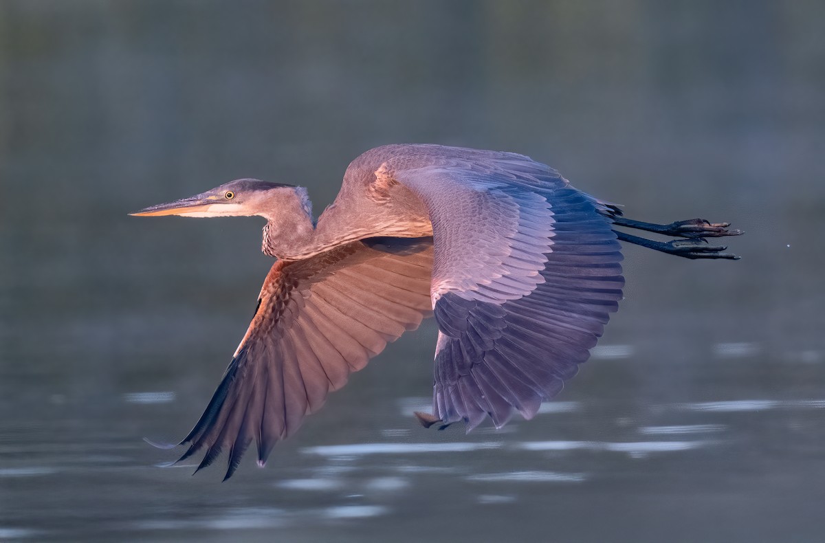 Great Blue Heron - ML644605999