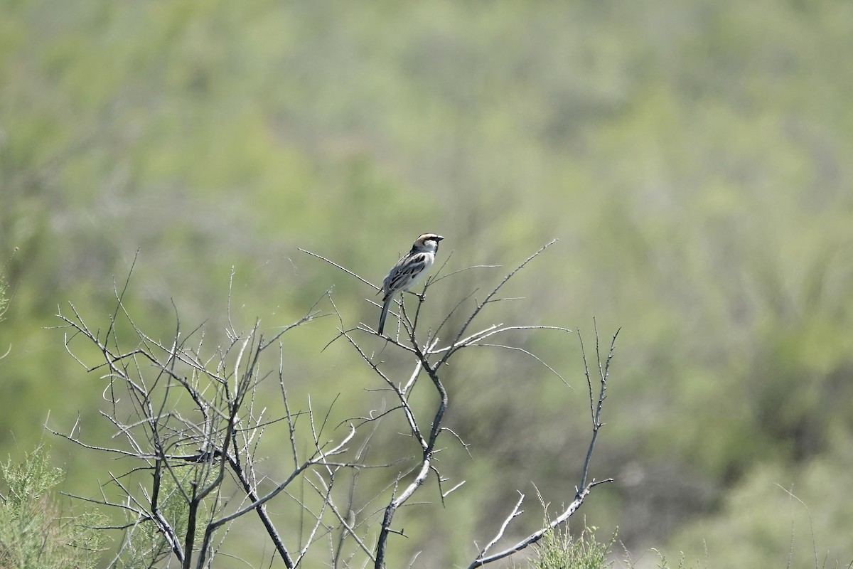 Sazak Serçesi - ML644606001